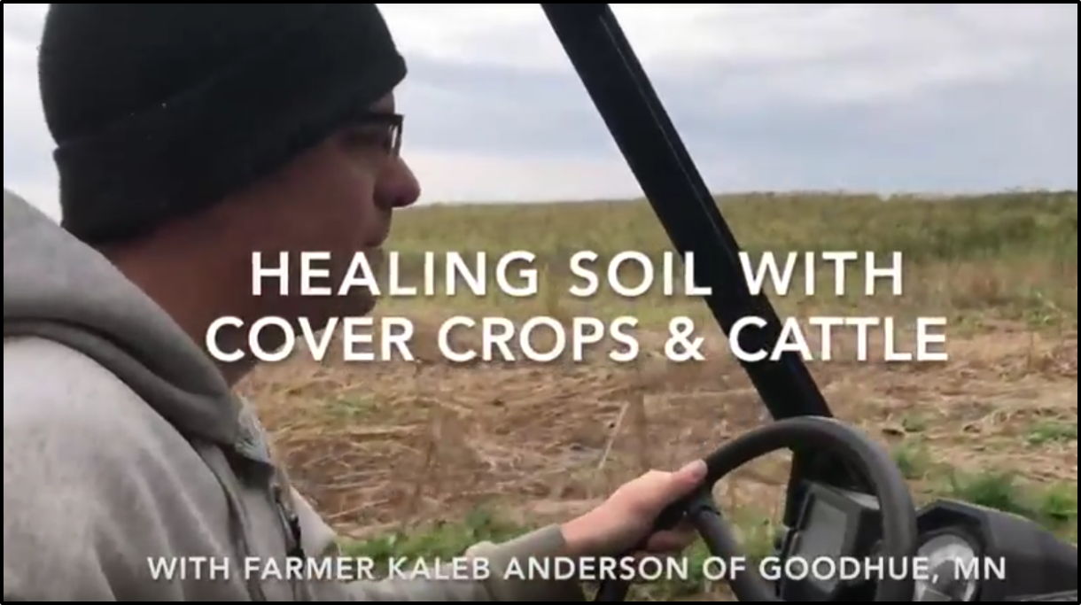 YouTube video of Using cattle and cover crops to create cash and healthy soil from Land Stewardship Project