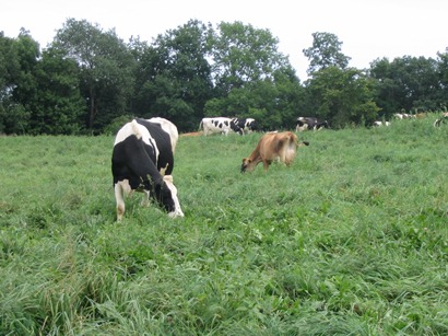 cattle grazing on lush pasture photo from Laura Paine
