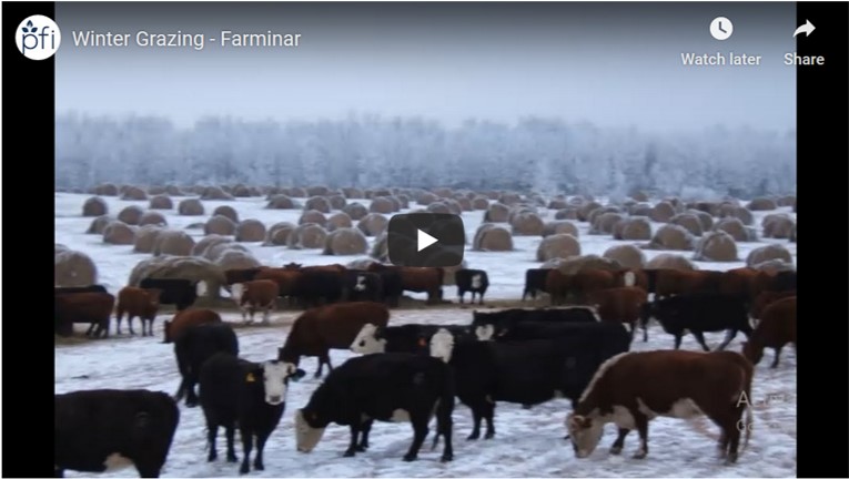 Practical Farmers of Iowa Winter Grazing farminar
