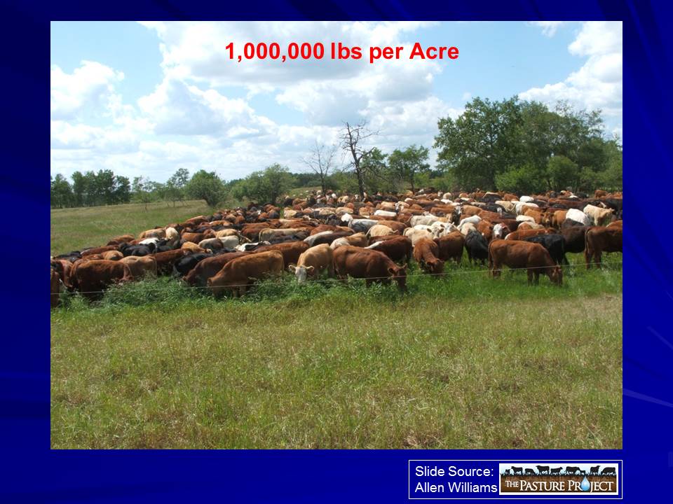 Mob Grazing million pounds of cattle per acre slide image