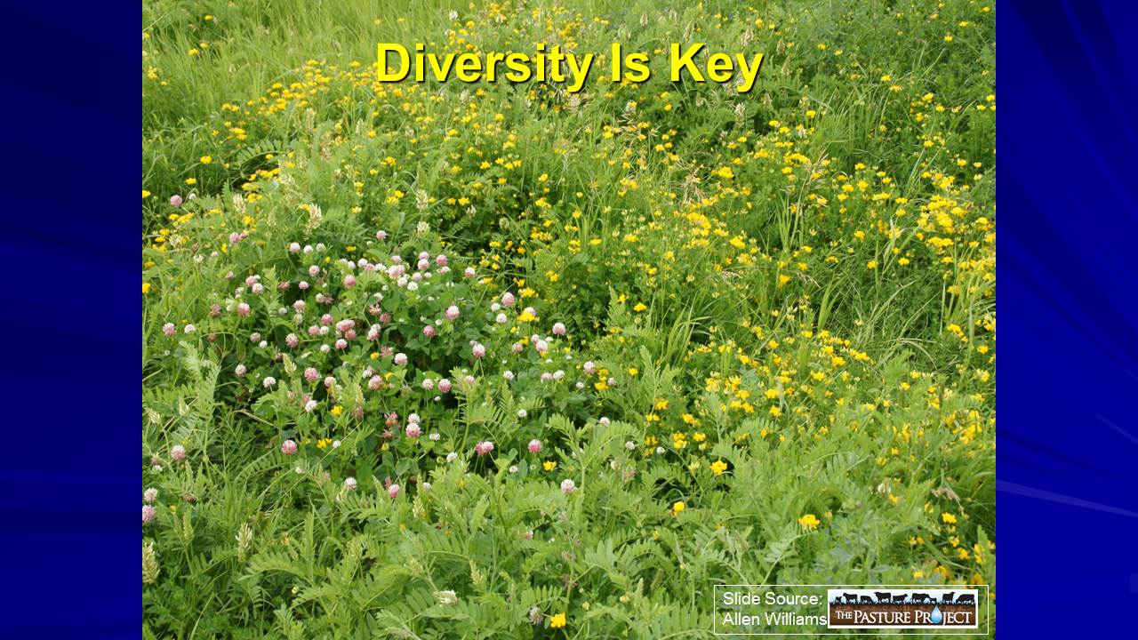 Diversity is key slide image