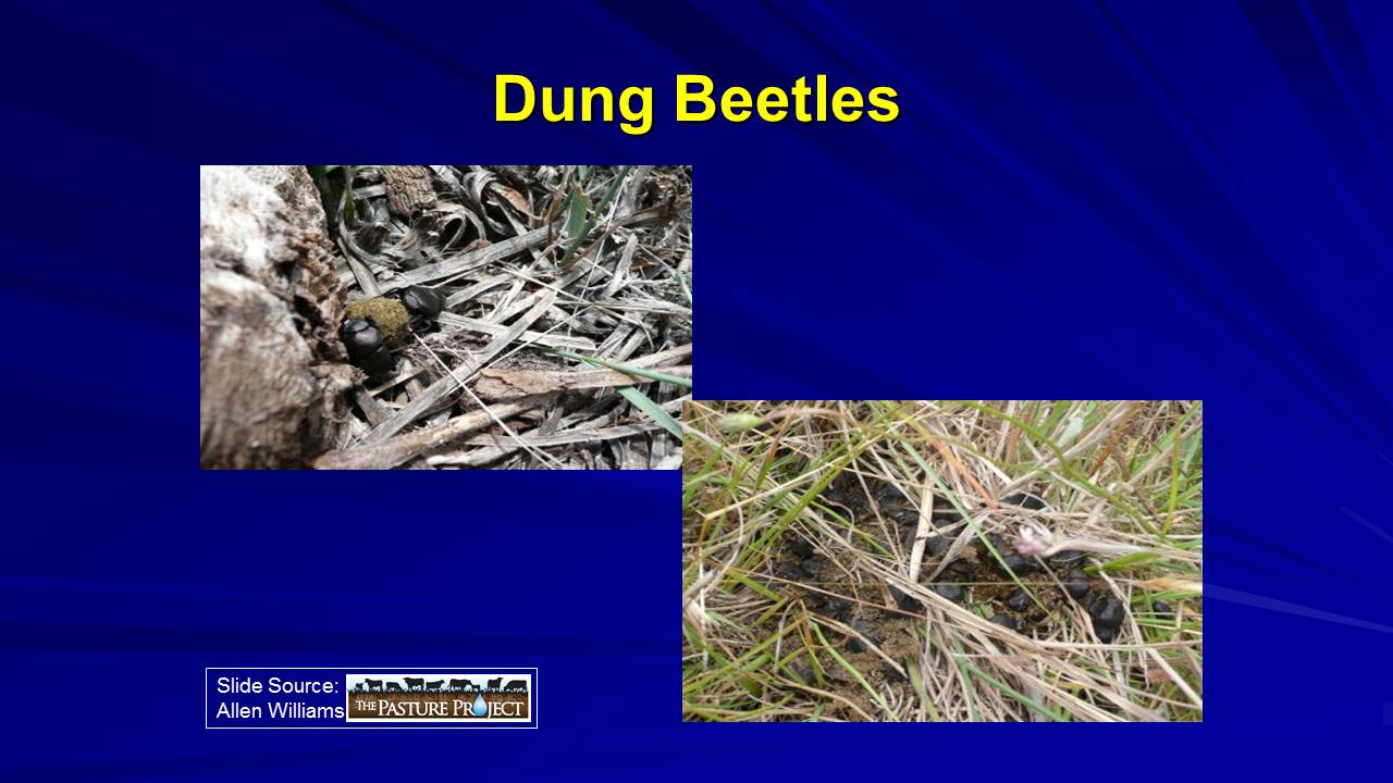 Dung Beetles slide image