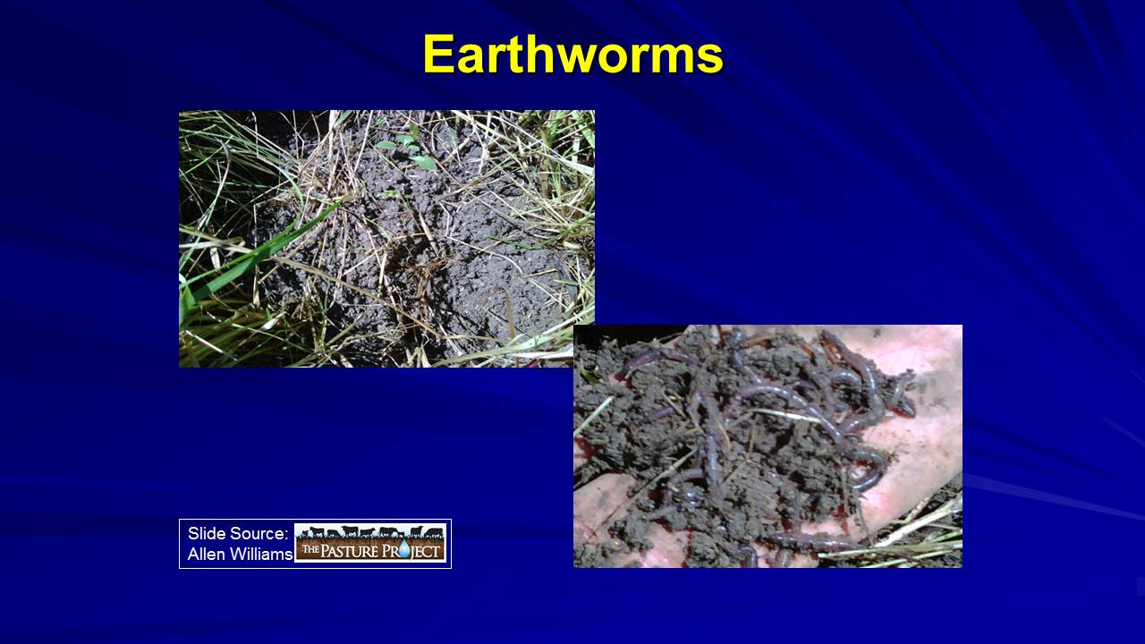 Earthworms slide image