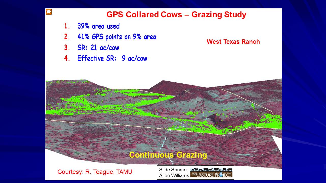 GPS collared cows slide image