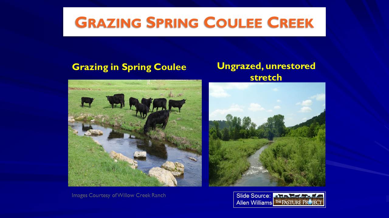Grazing Spring Coulee Creek slide image