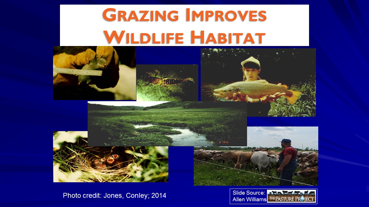 Grazing improves wildlife habitat slide image