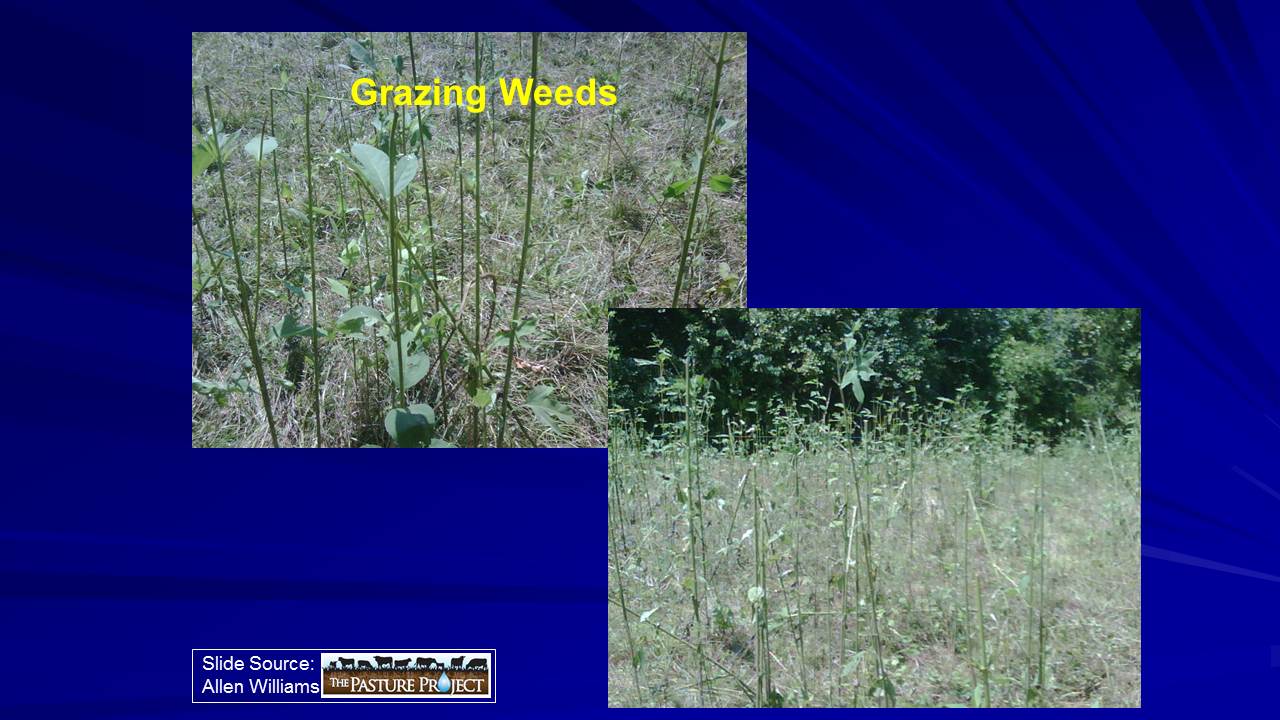 Grazing Weeds slide image