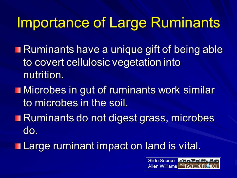 Importance of large ruminants slide image