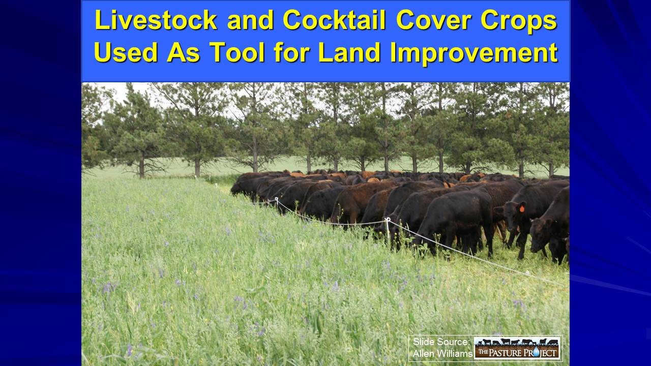 Livestock and cocktail cover crops slide image