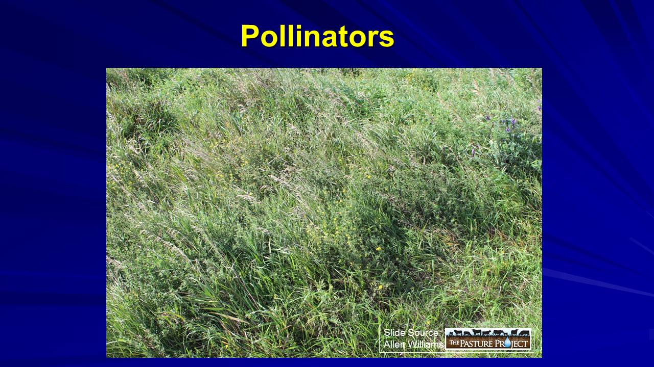 Pollinators slide image