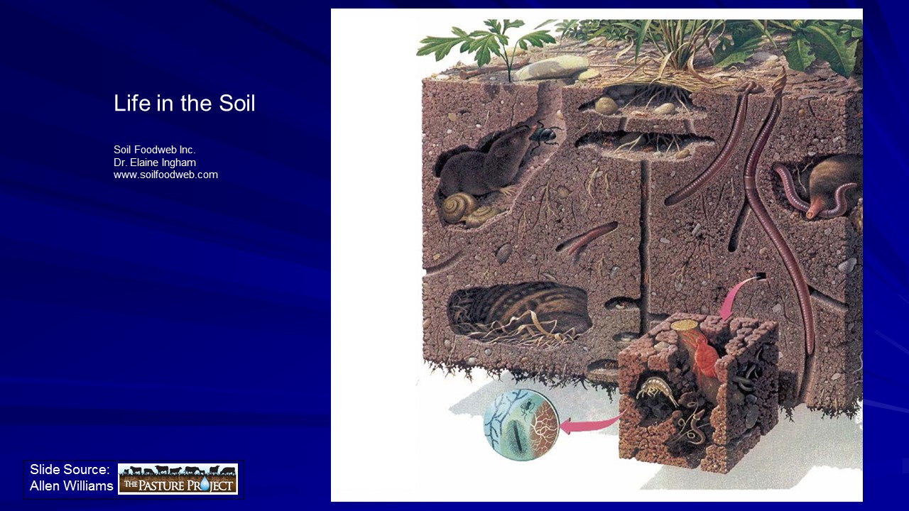 Soil life slide image