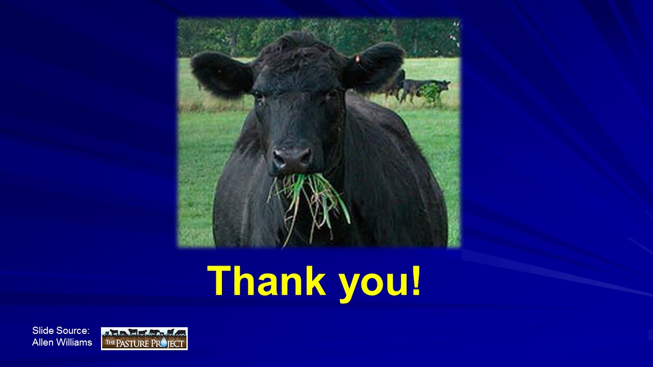 Thank you cow slide image
