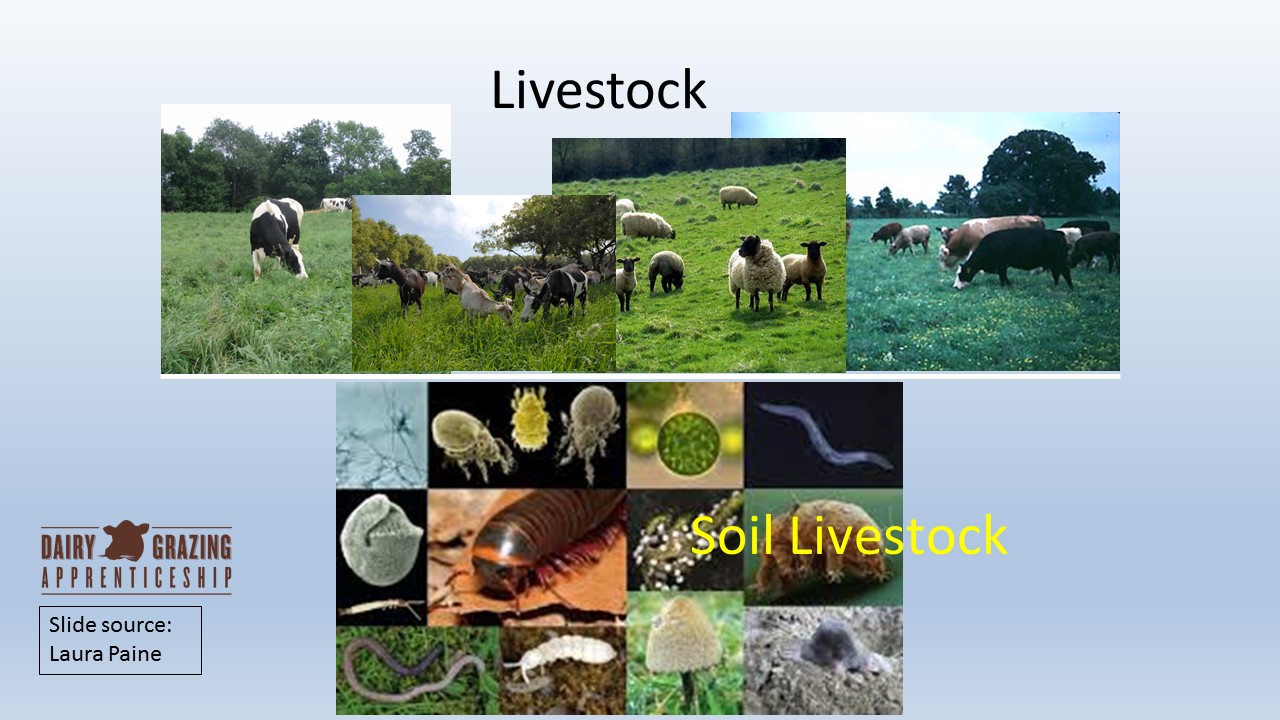 Livestock and Soil Livestock slide image