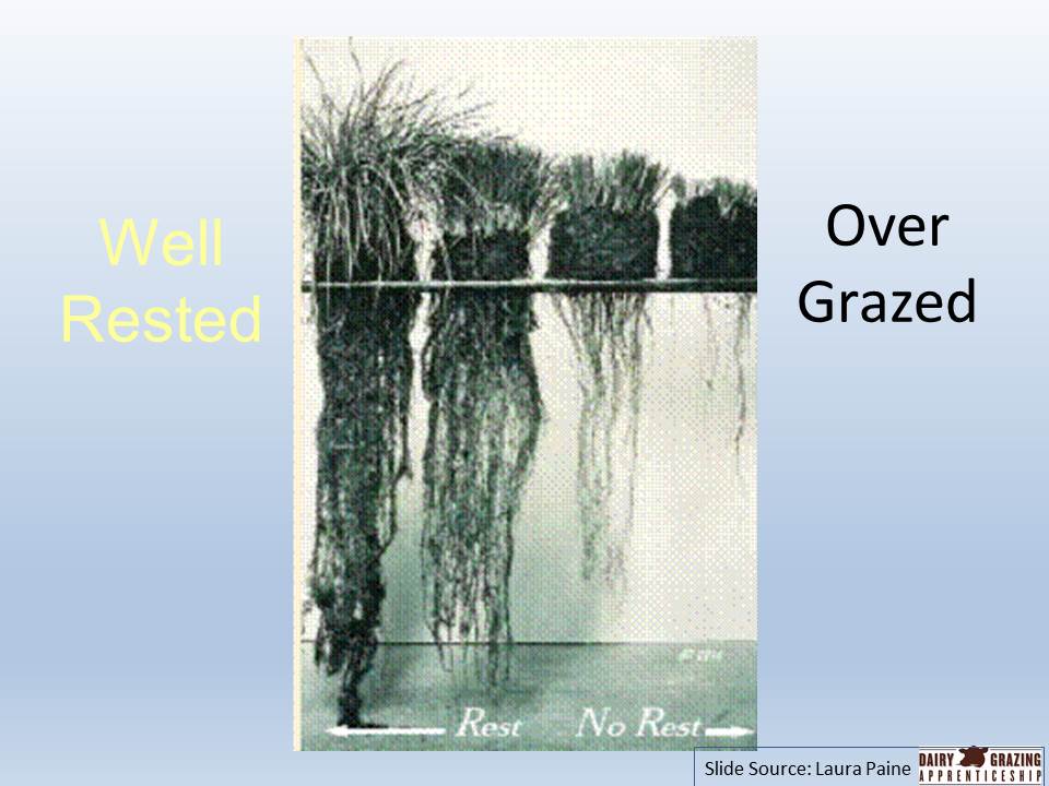 Over grazed and rested roots slide image