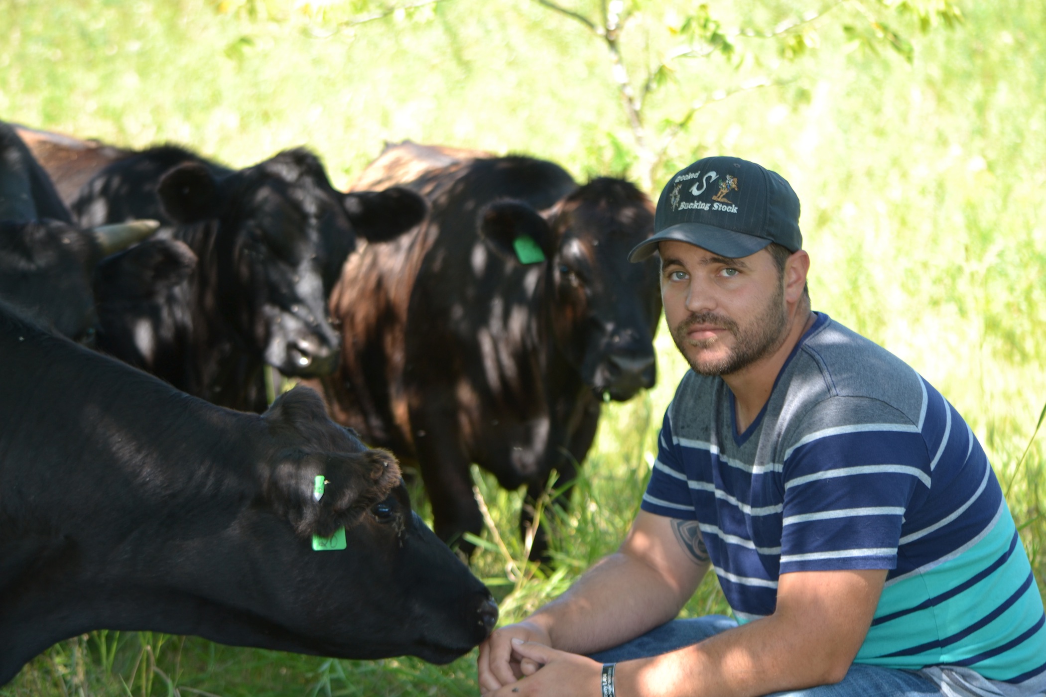 Andy Marcum with cows