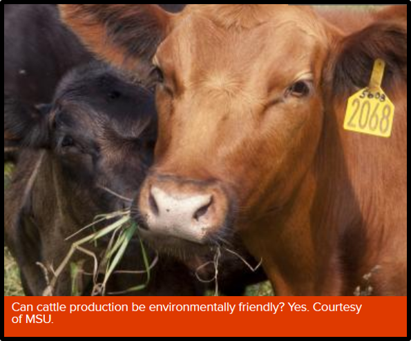 Cow image from Michigan State University article on environmentally friendly cattle production