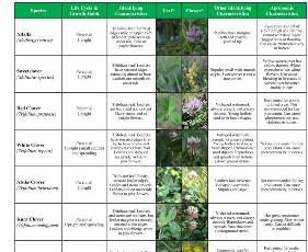Identification of Legumes